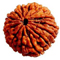 Rudraksha